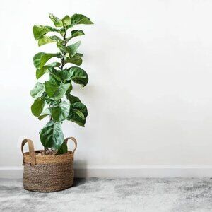 (Set of x3) Round Handled Baskets - Jute/Cotton Baskets for Linens / Plants